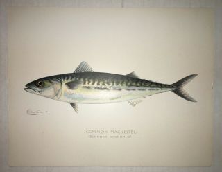 Denton 1900 Common Mackerel Fish Print Chromo Lithograph Old Vintage