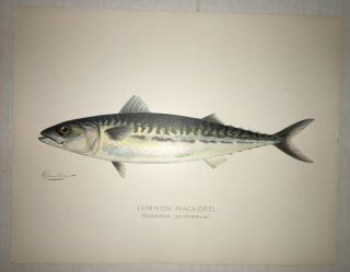 Denton 1900 Common Mackerel Fish Print Chromo Lithograph Old Vintage 2