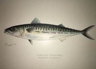 Denton 1900 Common Mackerel Fish Print Chromo Lithograph Old Vintage 3