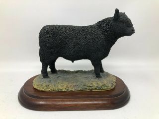 Rare Border Fine Arts Ayres Black Galloway Bull Figurine 1981 Le 151/850