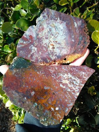 Two (2) Rare Central Oregon Red Green Moss Agate Maury Mtn Filament Slabs 14.  7oz