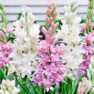 Polianthes Tuberosa Bulbs Resistant Perennial Flower Hardy Rare Mixed White Pink