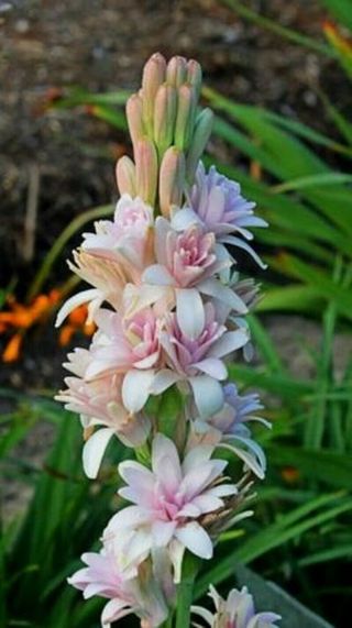 Polianthes Tuberosa Bulbs Resistant Perennial Flower Hardy Rare Mixed White Pink 2