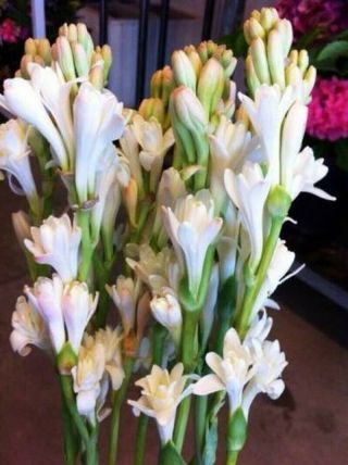 Polianthes Tuberosa Bulbs Resistant Perennial Flower Hardy Rare Mixed White Pink 3