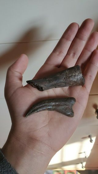 Rare Raptor Claw Fossil And Metacarpal Dinosaur Associated Bone Jurassic Park