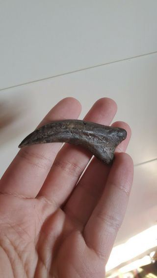Rare Raptor Claw Fossil And Metacarpal Dinosaur Associated Bone Jurassic Park 2