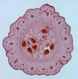 Antique Microscope Slide By Richard Suter.  T.  S.  " Ovary Of Cucumber ".