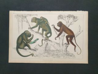 Antique Oliver Goldsmith Engraving Of Monkeys The Earth & Animated Nature 1840