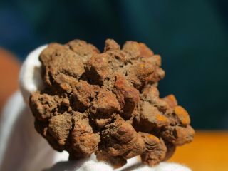 Coprolite Dinosaur Poop Rare Crystallized Fossil