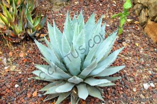 Rare Agave Parryi Var.  Cousei @j@ Hardy Exotic Succulent Aloe Seed 100 Seeds
