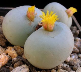 Conophytum Calculus Exotic Cactus Rare Living Stones Mesemb Cacti Seed 100 Seeds