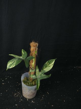 Philodendron Florida Beauty,  Well Rooted Plant,  Rare Aroids
