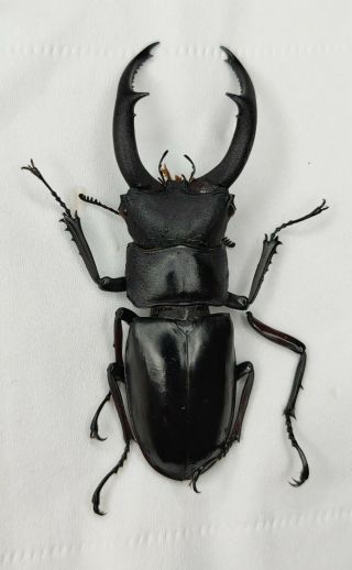 Lucanidae,  Hexarthrius sp,  74.  5mm,  RARE,  Yun ' nan,  China 2