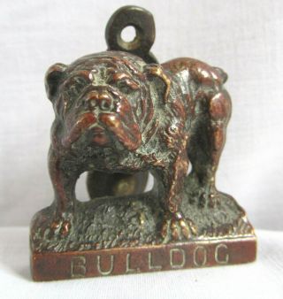 Bulldog Door Knocker; Brass; Small,  Well Modelled & Great Patina; Early 20thc