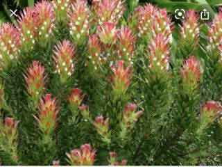 Mimetes cucullatus Very Rare Protea Family Live Plant Attractive 3