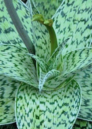 Aloe Cv Delta Lights Hybrid Exotic Color Succulent Rare Flowering Seed 100 Seeds