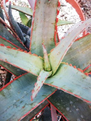 Aloe Cultivar Sunset @@ Exotic Hybrid Rare Color Succulent Cactus Seed 100 Seeds