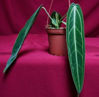 Anthurium Warocqueanum Dark Narrow Rare Velvet Aroid Plant Queen Anthurium