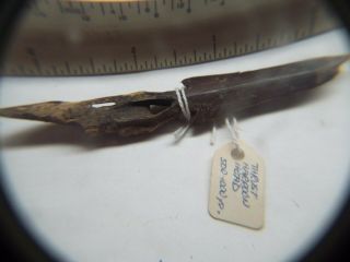 Very Rare Primitive Artifact Eskimo Era 500ad - 1000ad Harpoon Head A - 3