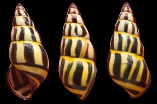 Tree Snail Amphidromus Species (color,  Rare)