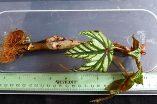 Begonia wollnyi,  a rarely offered caudex species 2