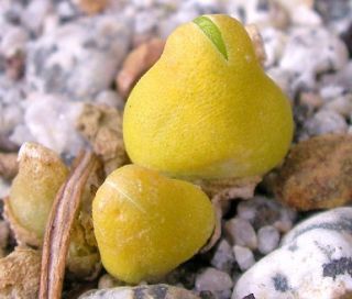 Oophytum Nordenstamii,  Rare Living Stones Mesembs Rock Succulent Seed 100 Seeds