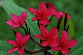 Plumeria 15 - 17” Rooted Cutting Red (rare) - Florida Professionally Grown