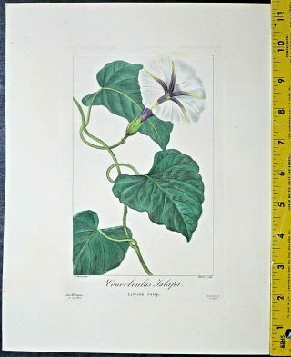 Bessa,  P.  Flore Des Jardiniers,  Morningglory,  Convolvulus Jalapa.  Handc.  Engr. ,  C.  1836
