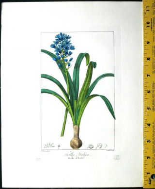 Bessa,  P.  Flore Des Jardiniers,  Scilla Italica,  Hand Col.  Engr. ,  C.  1836
