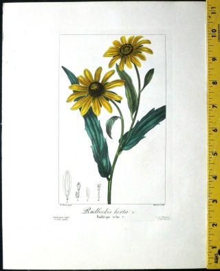 Bessa,  P.  Flore Des Jardiniers,  Rudbeckia Hirta,  Hand Colored Engraving. ,  C.  1836