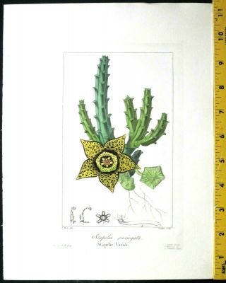 Bessa,  P.  Flore Des Jardiniers,  Stapelia Variegata,  Hand Col.  Engr. ,  C.  1836