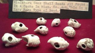 American Indian Relics - Miniature Conch Shell Beads - Very Rare