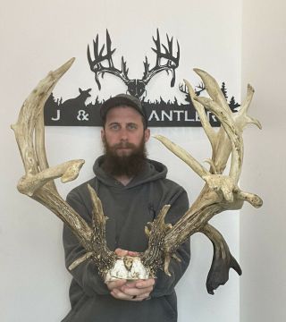 Rare Massive “3” Antler 246” Whitetail Skull Cap 26pt Horn Deer Mount Taxidermy
