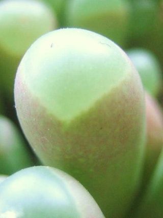 Fenestraria Aurantiaca,  Rare Window Exotic Mesembs Rock Baby Toes Seed 100 Seeds