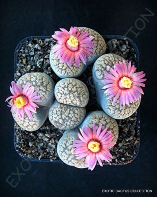 Rare Lithops Verruculosa Rose Of Texas @ Exotic Living Stone Rock Seed 100 Seeds