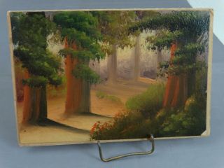 Antique Redwood Trees California Miniature Oil Painting Ca 1920