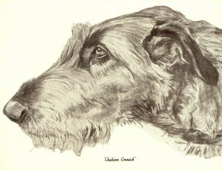 1930s Antique Irish Wolfhound Dog Print Chulainn Connach Dog Art Print 3861r