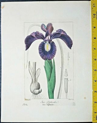 Bessa,  P.  Flore Des Jardiniers,  Iris Xiphioides,  Engraving,  C.  1836