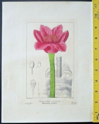 Bessa,  P.  Flore Des Jardiniers,  Hoemanthus Coccineus,  Handc.  Engraving,  Ca.  1836