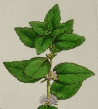 1810 Antique Copper Engraving Of A Plant.  Gingermint.  Redmint.  Botany Print