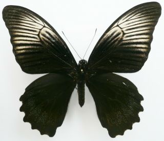 Papilio Acheron Female Rare White Form From Sabah,  North Borneo,  Very Rare,