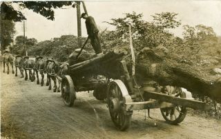 South Wingfield Rare Lane Farm Charles Walker (on Cart) Transporting Timber 1907