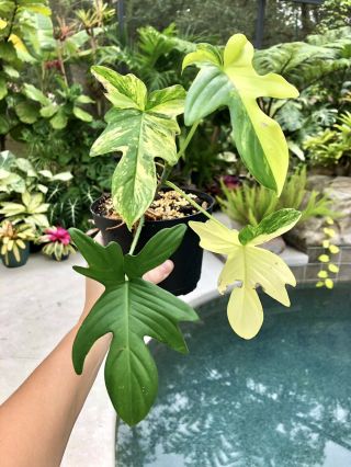 Rare Philodendron Pedatum Variegated Aurea Tropical Aroid Top Cutting Rooted