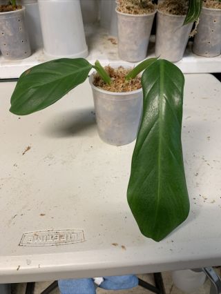 Philodendron Panduriforme Top Cutting (rare Aroid) Read Item Discription