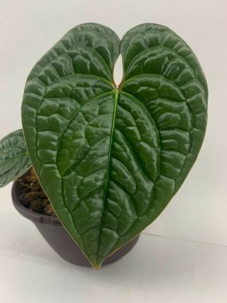 Anthurium Luxurians - Rare Aroid,  Bullate Corrugated Leaves - Fully Established