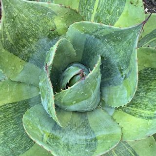 Agave Ovatifolia ‘killer’ Extra Flecked Ultra Variegated/rare/ariocarpus/