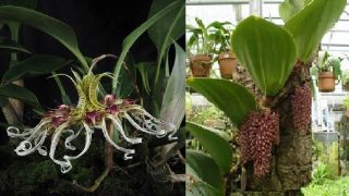 Bulbophyllum Binnendijkii X Beccarii Rare Orchid Hybrid Large Seedling Plant 1