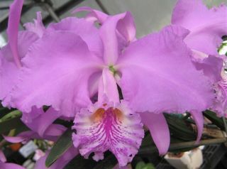 Rare Cattleya Orchids - C Mossiae 