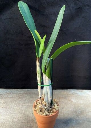 Rare Cattleya Orchids - C mossiae ' Gigantea ' DIVISION 2