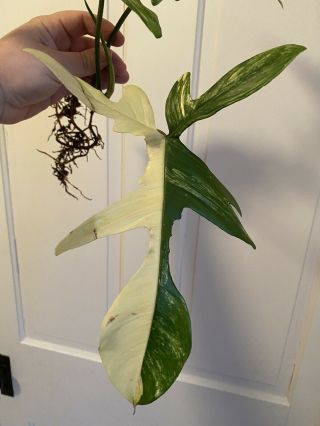 Rooted Philodendron Florida Beauty,  Rare Aroid,  Highly Variegated